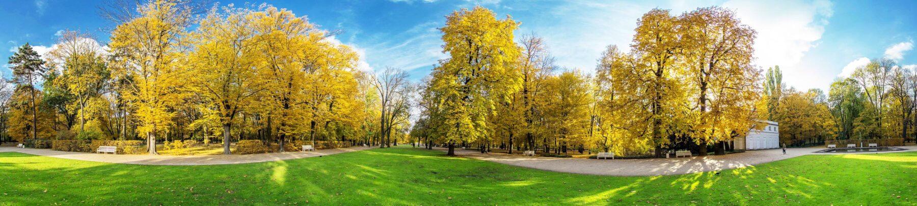 Green lawn with fertilizer and yellow trees